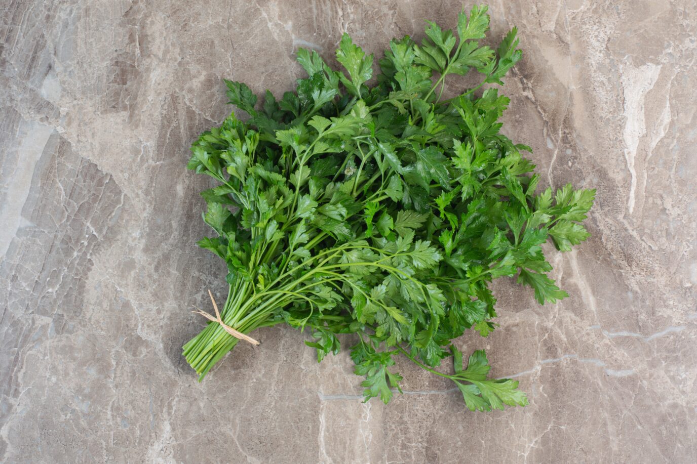 Coriander