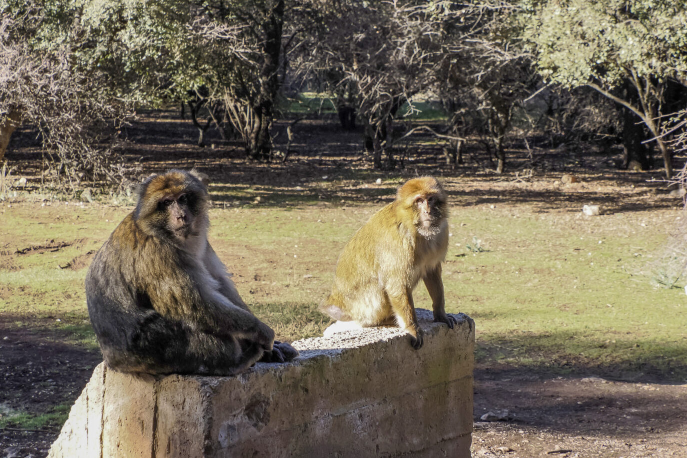 Ifrane National Park